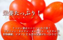 【2024年12月出荷分】和歌山産ミニトマト「アイコトマト」約2kg（S・Mサイズおまかせ）【TM158】
