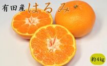 【農園直送】和歌山有田産の濃厚はるみみかん約4kg(サイズ混合)★2025年2月中旬頃より順次発送