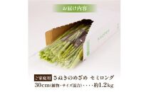 訳あり  ご家庭用 さぬきのめざめ セミロング 30cm ( 細物・サイズ混合 ) 約1.2kg【2024年7月上旬～2024年10月中旬配送】