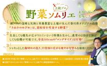 訳あり  ご家庭用 さぬきのめざめ セミロング 30cm ( 細物・サイズ混合 ) 約1.2kg【2024年7月上旬～2024年10月中旬配送】