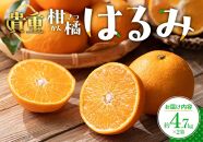 貴重柑橘　はるみ　約4.7kg×2箱【2025年2月上旬～2025年3月中旬配送】