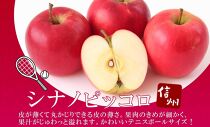 長野県産 りんご シナノピッコロ 訳あり 約3kg リンゴ 旬 フルーツ 訳アリ 林檎 果物 規格外 自家用 産地直送 農園 産直 お取り寄せ もぎたて 採れたて 送料無料 堀田農園 信州 大町市