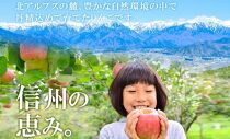 長野県産 りんご シナノピッコロ 訳あり 約3kg リンゴ 旬 フルーツ 訳アリ 林檎 果物 規格外 自家用 産地直送 農園 産直 お取り寄せ もぎたて 採れたて 送料無料 堀田農園 信州 大町市