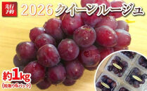 【先行予約】&nbsp;A&nbsp;2026&nbsp;P&nbsp;クイーンルージュ®粒どり6パック&nbsp;約1kg弱&nbsp;(2026年10月初旬頃～順次発送予定）長野県産&nbsp;&nbsp;国際特許有機肥料栽培｜&nbsp;果物&nbsp;フルーツ&nbsp;ぶどう&nbsp;ブドウ&nbsp;&nbsp;食べきりサイズ&nbsp;人気&nbsp;おすすめ&nbsp;葡萄&nbsp;&nbsp;ギフト&nbsp;送料無料&nbsp;長野県&nbsp;大町市