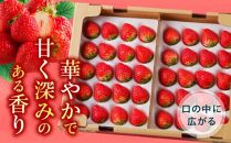 ケーキ用 さぬきひめいちご 4トレー(各約280g)【2025年1月上旬～2025年4月下旬配送】