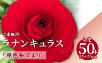 ご家庭用 ラナンキュラス「赤色系てまり」切花50本(長さ25～50cm)【2025年1月中旬～2025年3月下旬配送】