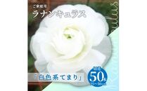 ご家庭用 ラナンキュラス「白色系てまり」切花50本(長さ25～50cm)【2025年1月中旬～2025年4月上旬配送】