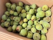 訳あり青梅黄梅大小混合2kg【自然栽培（無肥料、無農薬）香川県産】