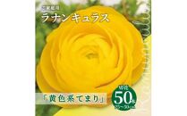 ご家庭用 ラナンキュラス「黄色系てまり」切花50本(長さ25～50cm)【2025-1月中旬～2025-4月上旬配送】