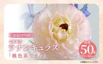 ご家庭用 ラナンキュラス「桃色系てまり」切花 切花50本(長さ25～50cm)【2025-1月中旬～2025-4月上旬配送】