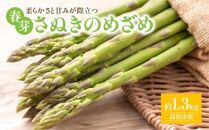 柔らかさと甘みが際立つアスパラガス「さぬきのめざめ(春芽) 約1.3kg【2025-1月下旬～2025-3月下旬配送】