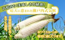 上品な甘さ 瀬戸内 ホワイトコーン 約2.5kg【2024-6月中旬～2024-7月中旬配送】