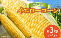 瀬戸内イエローコーン 約3kg【2024-6月上旬～2024-7月中旬配送】