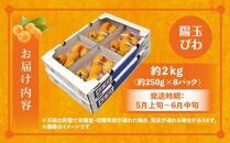 陽玉びわ 約2kg (約250g×8パック)【2025-5月上旬～2025-6月中旬配送】