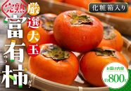 厳選大玉 完熟 富有柿 化粧箱 約800g【2024-10月下旬～2024-12月中旬配送】