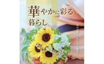 ご家庭用　ヒマワリ切花【2024-6月上旬～2024-9月下旬配送】