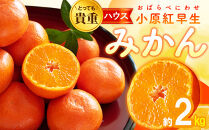 とっても貴重　ハウス小原紅早生みかん　約2kg【2025-6月中旬～2025-8月上旬配送】