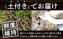 訳あり ご家庭用 土付き 乾燥にんにく 約4kg【2025-6月下旬～2025-7月下旬配送】