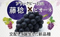 ブラックビート　約2kg【2025-7月下旬～2025-8月下旬配送】