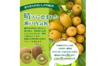 さぬきキウイっこ　約1kg【2024-10月下旬～2024-12月下旬配送】