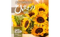 ヒマワリ切花(長さ60～80cm)【2024-6月上旬～2024-9月下旬配送】