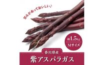 貴重で甘みが強い! 紫アスパラガス ( Mサイズ ) 約1.5kg【2024-6月上旬～2024-10月中旬配送】