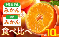 小原紅早生みかん・普通みかん　食べ比べ　約10kg【2024-11月中旬～2025-1月中旬配送】