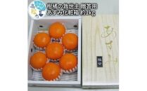 柑橘の救世主 贈答用 あすみ 化粧箱 約1kg【2025-2月上旬～2025-3月上旬配送】