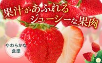 訳あり ご家庭用　さぬきひめいちご　約1.5kg【2024-11月上旬～2025-1月下旬配送】