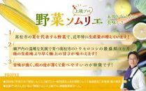 食べ応え抜群 太物2Lサイズ以上!ドルチェドリーム 約3.5kg【2024-6月上旬～2024-7月上旬配送】