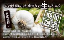 加工用 訳あり 生にんにく 約2kg【2025-5月上旬～2025-6月上旬配送】