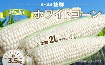 太物2Lサイズ以上!瀬戸内ホワイトコーン 約3.5kg【2024-6月中旬～2024-7月中旬配送】