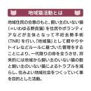 【三陽商事】地域猫活動　綿24幅ふろしき（リアン／イエロー）