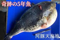 奇跡の５年魚【５年もの】とら河豚てっさ110g・てっちり切り身250gセット(ざく80g付）