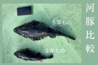 奇跡の５年魚【５年もの】とら河豚てっさ110g・てっちり切り身250gセット(ざく80g付）