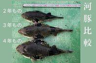 奇跡の５年魚【５年もの】とら河豚てっさ110g・てっちり切り身250gセット(ざく80g付）