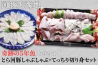 奇跡の５年魚【5年もの】とら河豚しゃぶしゃぶ120g・てっちり切り身250gセット(ざく80g付）