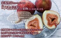 【福岡限定ブランド】いちじく とよみつひめ 300g×8パック (約2.4kg)