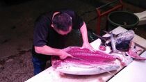 生まぐろの本場紀州勝浦から直送！生メバチマグロ 600g