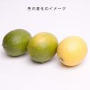 ＜9月より発送＞家庭用 黒潮レモン5kg+150g（傷み補償分）【和歌山有田産】【防腐剤・WAX不使用、安心の国産レモン】【わけあり・訳ありレモン】