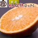 ＜4月より発送＞厳選樹上完熟はっさく2kg+60g（傷み補償分）【有田の春みかん・五月八朔・さつきはっさく・木生りはっさく・きなりはっさく】【光センサー選別】