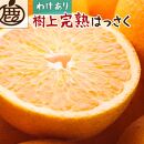 ＜4月より発送＞家庭用樹上完熟はっさく6.5kg+195g（傷み補償分）【有田の春みかん・五月八朔・さつきはっさく・木生りはっさく・きなりはっさく】【光センサー選別】【訳あり・わけあり】