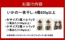 お試しサイズで一人暮らしにも！肉厚烏賊の一夜干し4尾（620g以上）_2433R