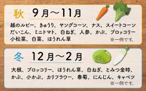 【1週間以内に発送】道の駅駅長チョイス！ 旬の野菜セット 5品目以上 / 季節 野菜 ボックス BOX セット セレクト 農家 おまかせ 多品目 旬 詰め合わせ 根菜 葉物