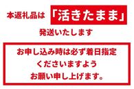 【訳あり】天然 活伊勢海老 約2kg（ 5～10尾 大きさ 不揃い ）南紀黒潮イセエビ 年末年始 お正月 お届け可【着日指定必須】｜ 期間限定 漁師直送 海鮮 海老 とれたて 人気