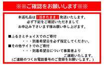 【特大】天然&nbsp;活&nbsp;伊勢海老&nbsp;１匹（600g～800g）南紀黒潮イセエビ&nbsp;年末年始&nbsp;お正月&nbsp;お届け可&nbsp;【着日指定必須】｜期間限定&nbsp;漁師直送&nbsp;海鮮&nbsp;海老&nbsp;とれたて&nbsp;人気&nbsp;高級&nbsp;産地直送