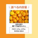 内容量が選べる&nbsp;瀬戸内温州みかん　厳選高糖度【2026年10月上旬～2027年1月中旬配送】