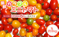【2026年発送分先行予約】角田産&nbsp;新鮮！カラフル&nbsp;ミニトマト&nbsp;１kg【2026年6月上旬より順次】