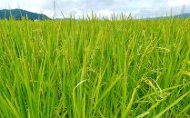 令和７年産「五つ星お米マイスター」の南魚沼塩沢産コシヒカリ　精米４kg（２kg×２個）×12回（毎月定期便）