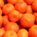 ［先行予約］厳選&nbsp;ポンカン5kg+250g（傷み補償分）［IKE21］